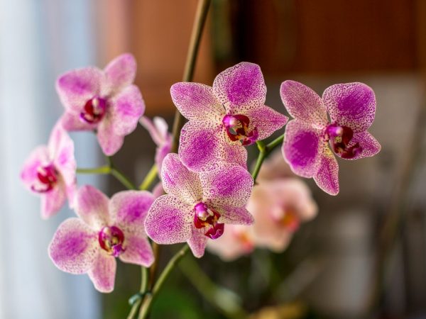 Starostlivosť o orchidey škvrnité