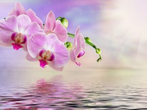Pravidlá šírenia orchideí odrezkami