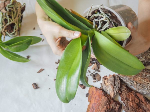 Výhody množenia orchideí odrezkami