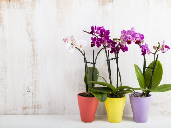 Po výskyte koreňov a prvých listov sa do pôdy zasadia odrezky orchideí