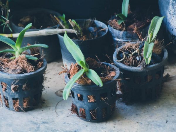 Ribav-extra sa používa na vnútorné a vonkajšie pestovanie orchideí