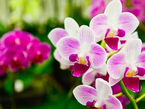 Vlasť orchidey phalaenopsis