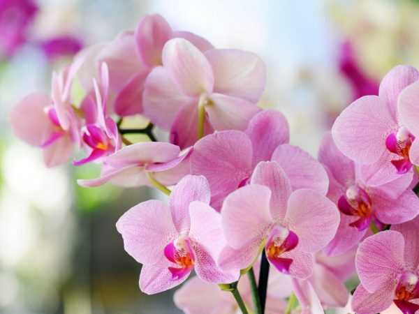 Popis ružovej orchidey