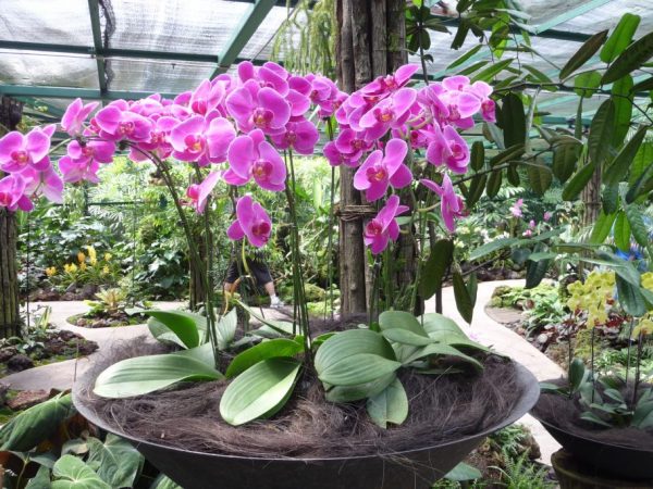 Miesto výsadby záhradných orchideí