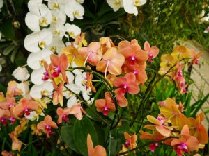 Čierne a biele škvrny na orchidei