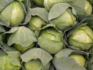 Charakteristika odrôd holandskej kapusty