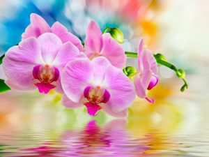 Pestovanie orchidey z čínskych semien