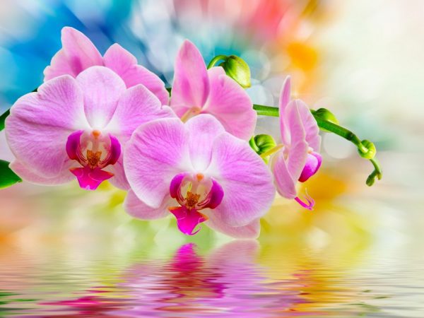 Pestovanie orchidey z čínskych semien