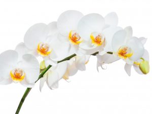 Obdobie kvitnutia orchideí doma