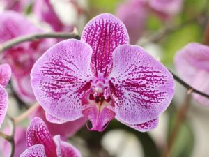Sogo orchidea
