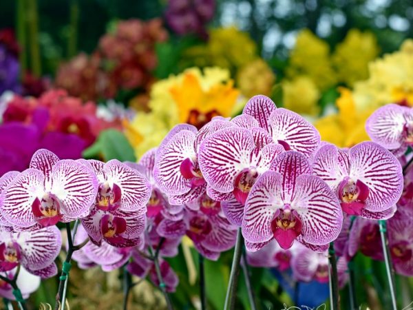 Pestovanie orchidey Sogo