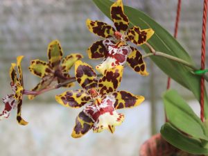 Tigria orchidea