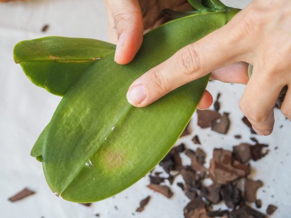 Mierne zažltnuté spodné listy Phalaenopsis sú bežné.