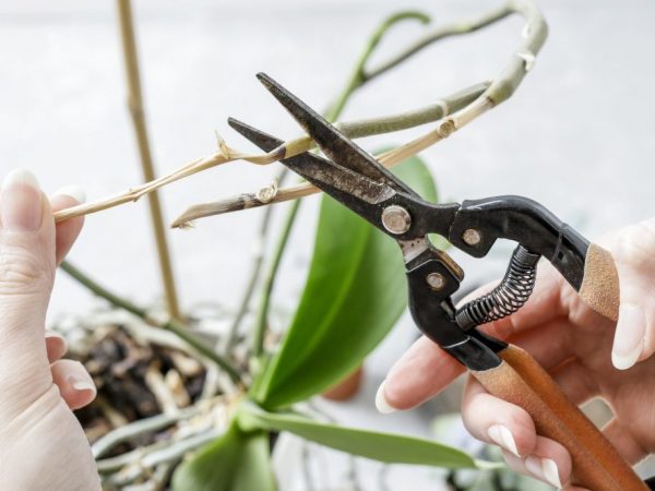 Vyblednutá orchidea musí byť rezaná podľa pravidiel, aby nedošlo k zničeniu rastliny.