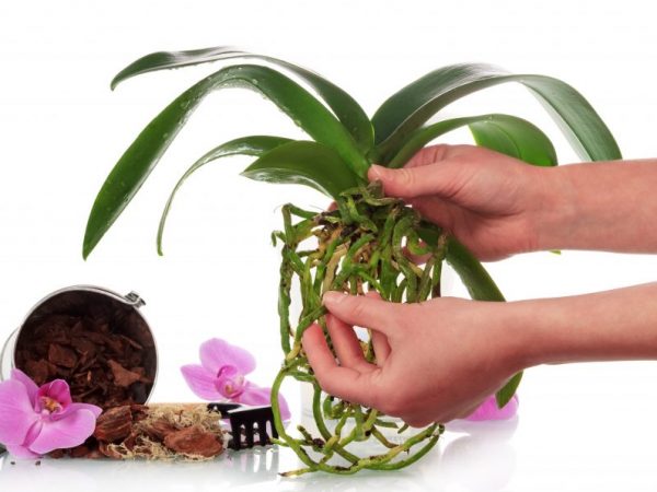 Tiež pri phalaenopsis niekedy nastane nepríjemný problém - rastový bod môže začať umierať