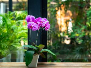 Domáca starostlivosť o phalaenopsis po zakúpení
