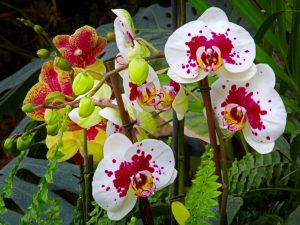 Vitamíny pre orchidey