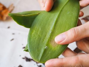 Škodcovia orchideí