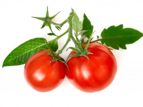 Pestovanie paradajok podľa metódy Galiny Kizima