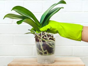 Použitie kyseliny jantárovej pre orchidey