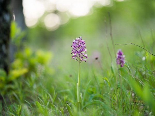 Odroda je užitočná na liečbu gastrointestinálnych ochorení