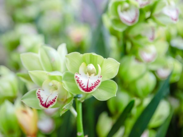 Zelená orchidea