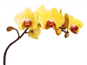 Žltá orchidea