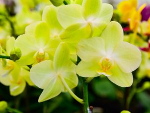 Opis žltej orchidey phalaenopsis