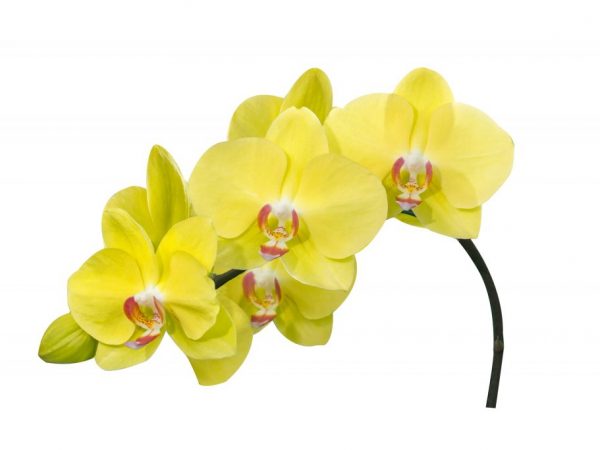 Orchidea kvitne s náležitou starostlivosťou