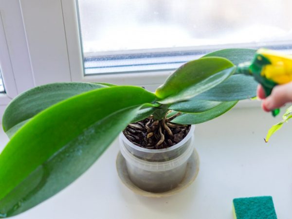 Starostlivosť o orchidey