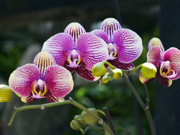 Čo robiť s bielym kvetom na orchideách