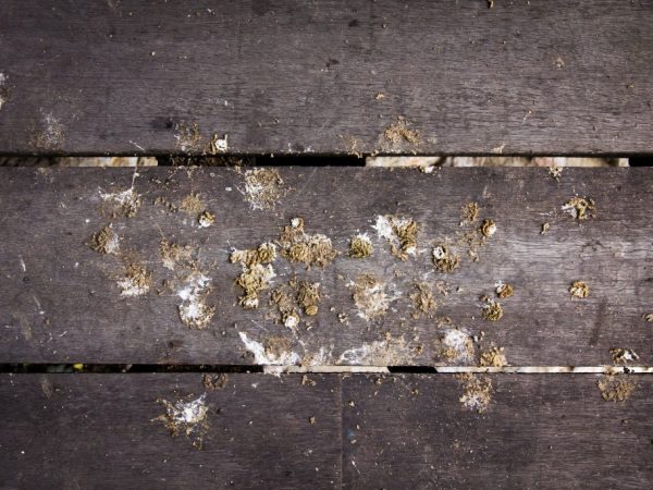 Jemne prihnojujte trusom