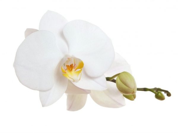 Vlastnosti rastu orchideí