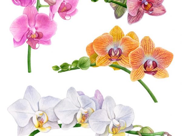 Akákoľvek orchidea potrebuje svetlo