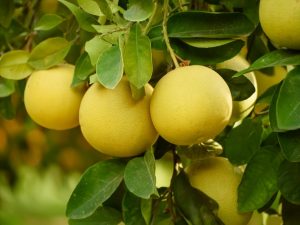 Pôvod grapefruitu