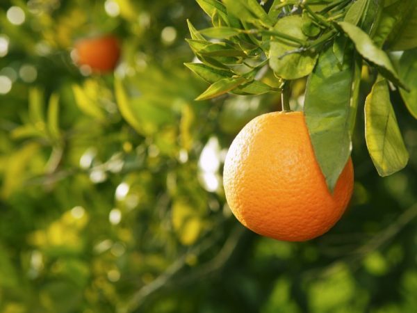 Oranžová obsahuje veľa výživných látok