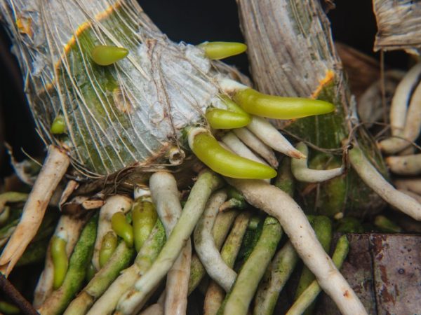 Aký je rozdiel medzi koreňom orchidey a stopkou