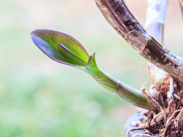 Štruktúra orchidey nie je zložitá