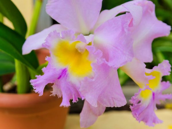 Pravidlá výsadby orchideí doma
