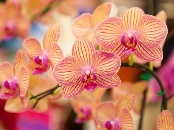 V prírode rastú orchidey