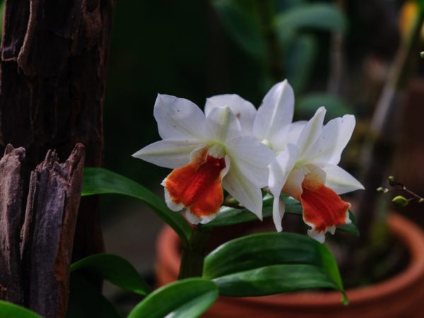 Jemná biela orchidea
