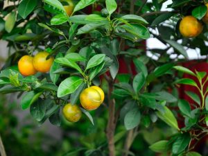 Starostlivosť o calamondin doma