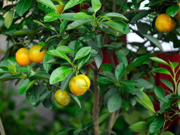 Starostlivosť o calamondin doma