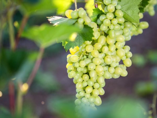 Produktivita puzdra závisí od správneho napájania