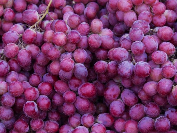 Úroveň kyslosti bobúľ ovplyvňuje skladovanie nápojov