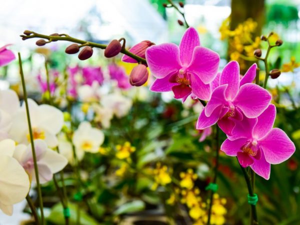 Ako sa zbaviť roztočov a roztočov na orchideách