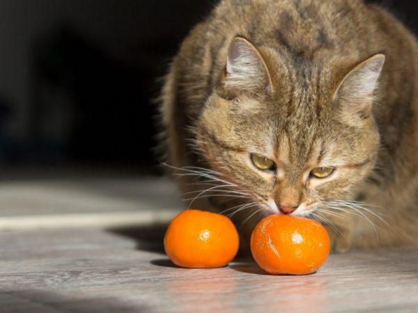 Citrusové plody môžu u mačiek spôsobovať alergie