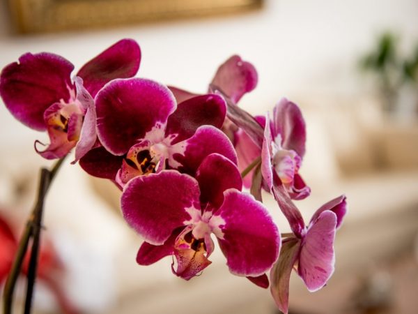 Slnko alebo tieň vhodný pre orchidey