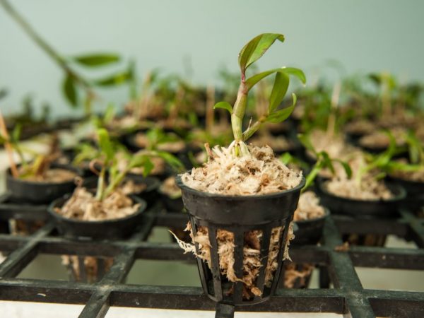 K reprodukcii dochádza vegetatívnymi a semennými metódami.
