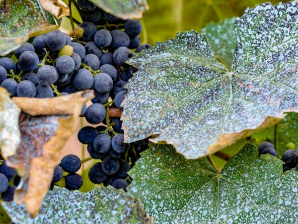Kvapalina Bordeaux ochráni pred plesňovými chorobami